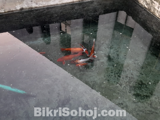 Big Size Coloring Fish/একুরিয়াম ফিশ